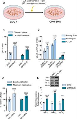 Mitochondrial uncoupler DNP induces coexistence of dual-state hyper-energy metabolism leading to tumor growth advantage in human glioma xenografts